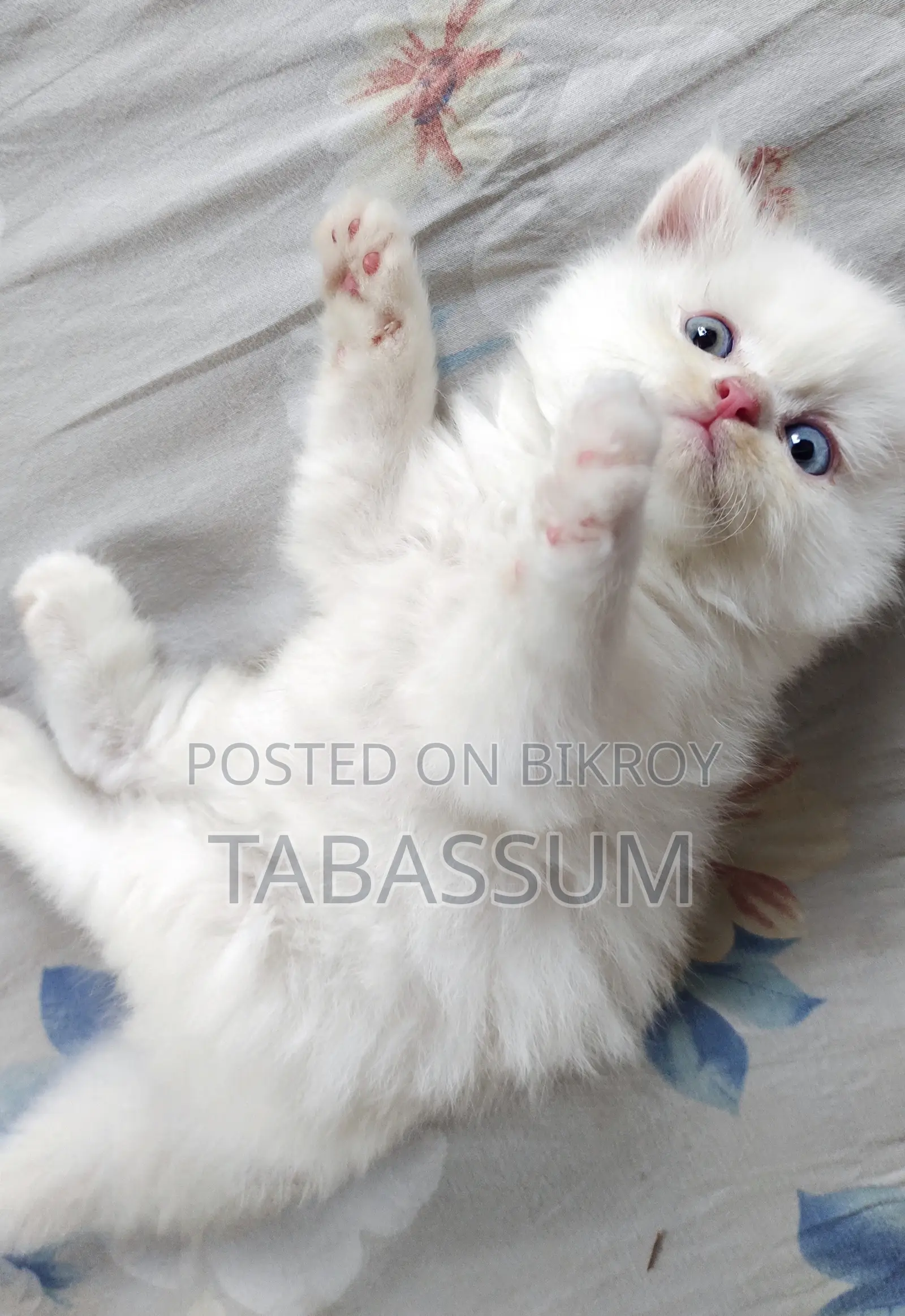 1-3 months Female Purebred Persian