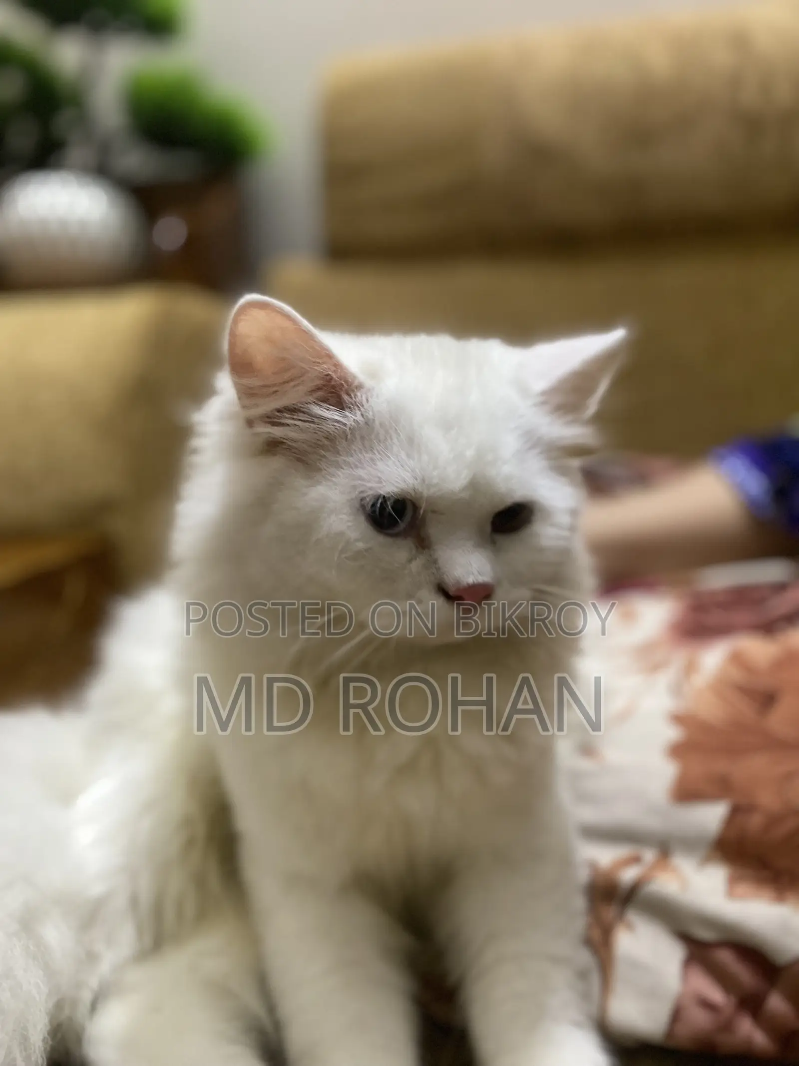 3-6 Months Male Purebred Persian
