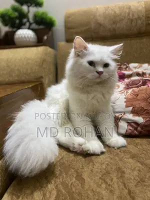 3-6 Months Male Purebred Persian