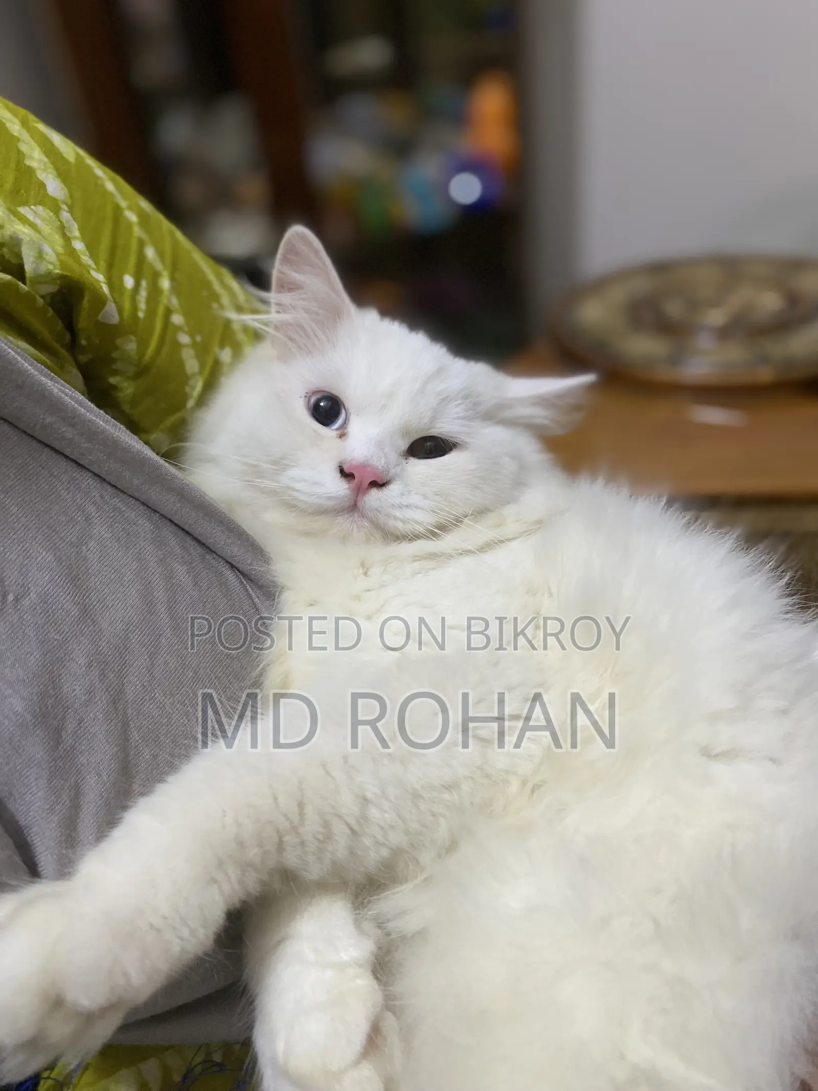 3-6 Months Male Purebred Persian