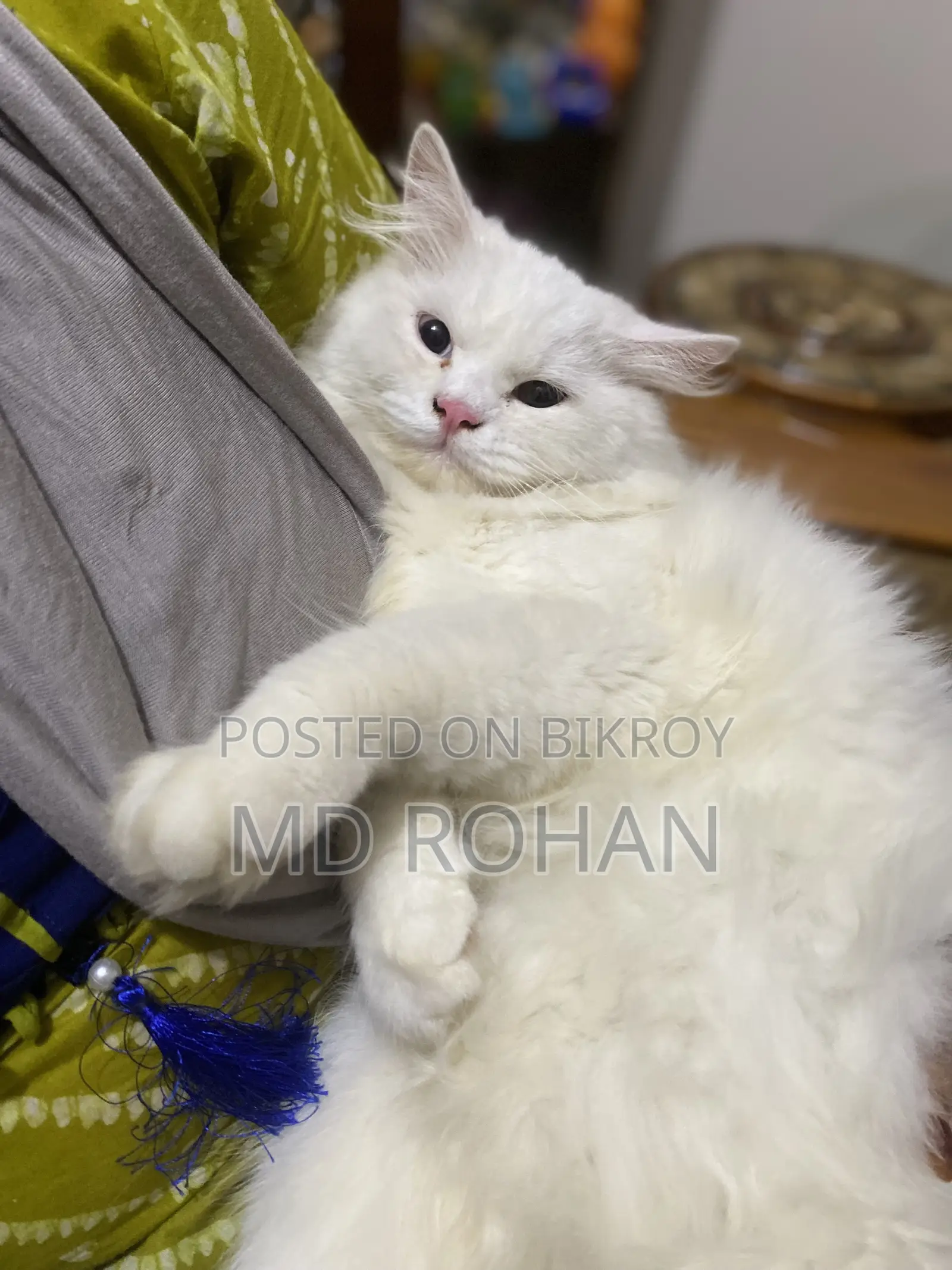 3-6 Months Male Purebred Persian