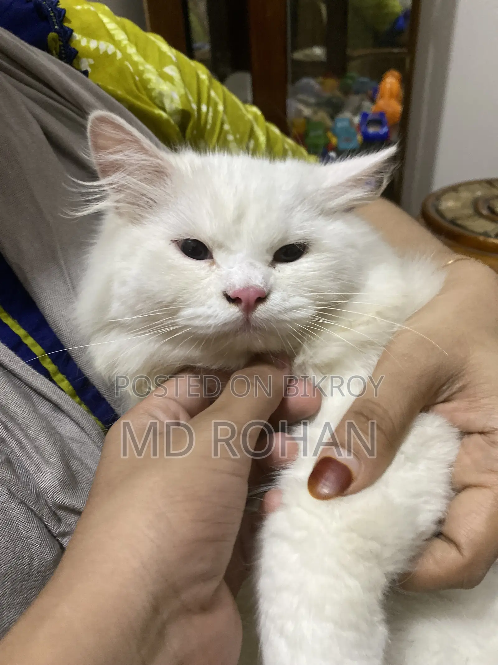 3-6 Months Male Purebred Persian
