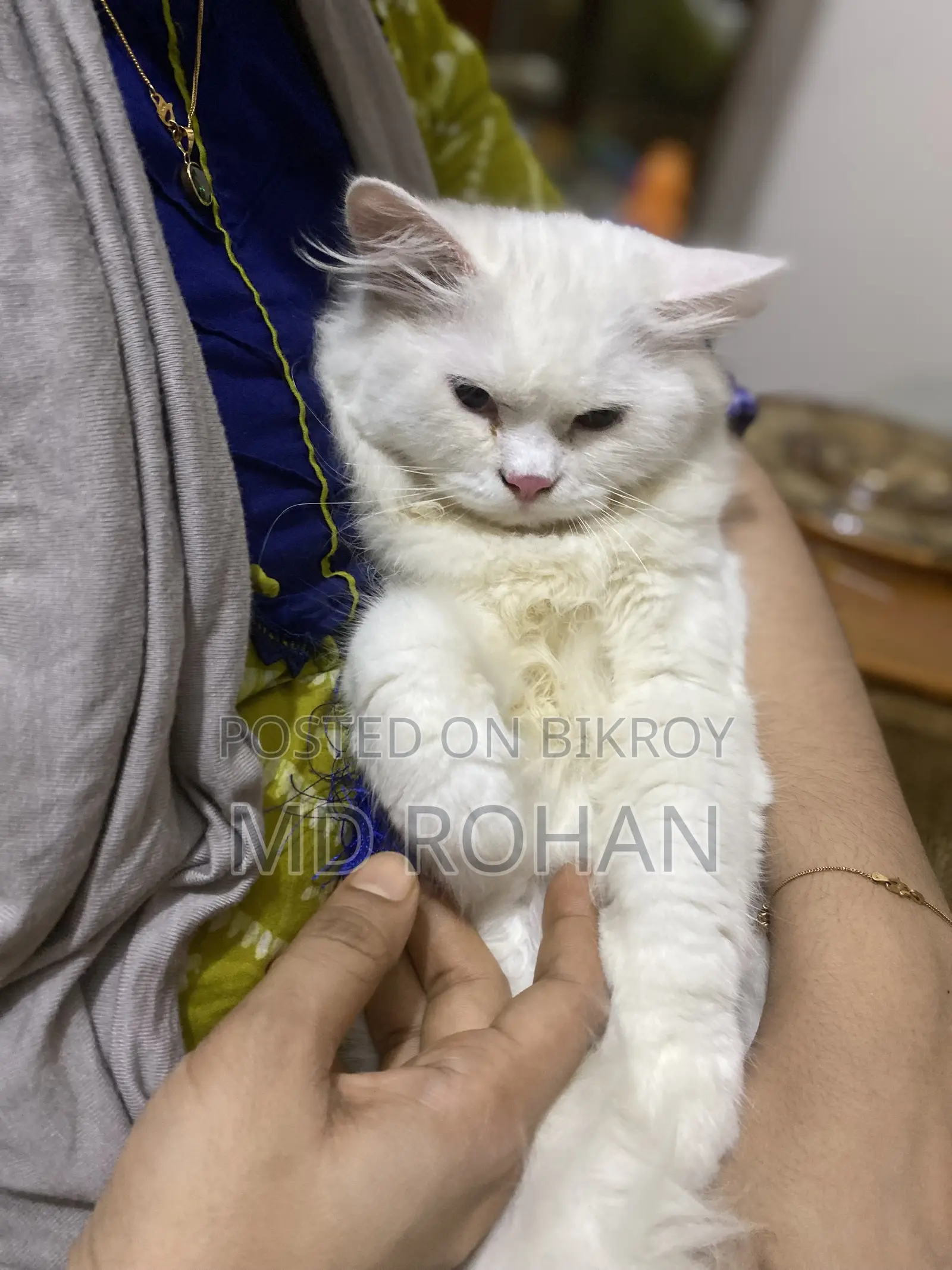 3-6 Months Male Purebred Persian