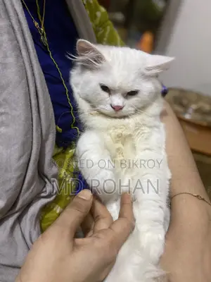 3-6 Months Male Purebred Persian