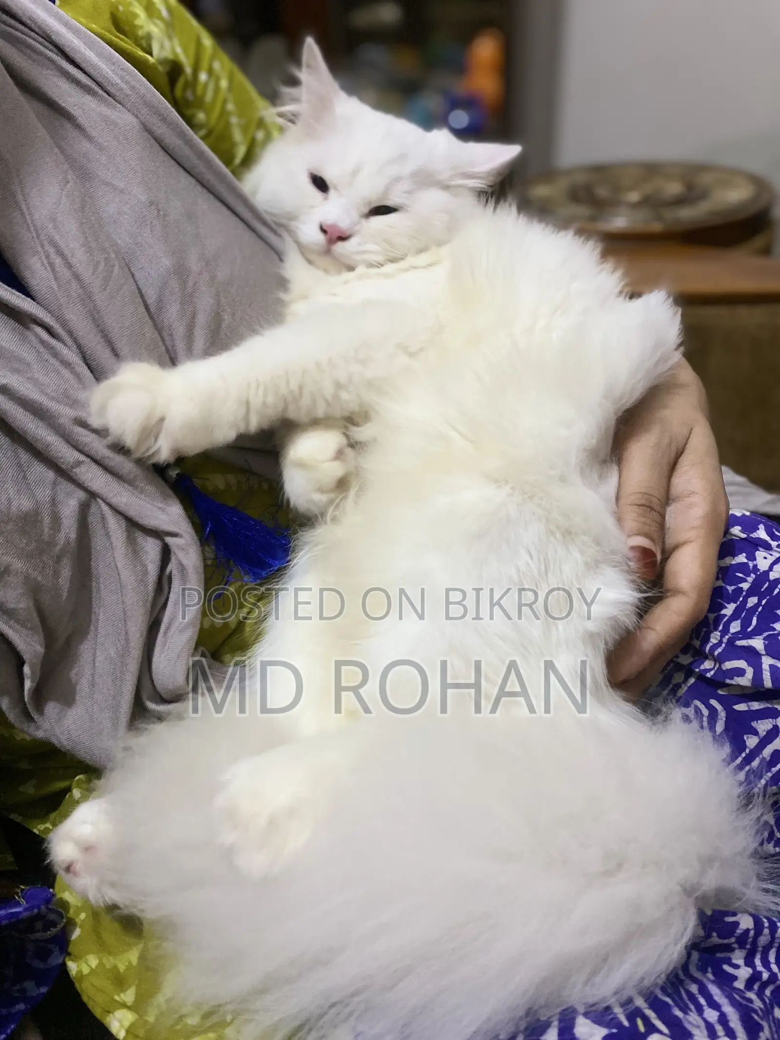 3-6 Months Male Purebred Persian