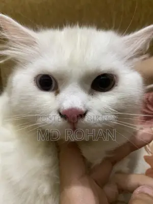 3-6 Months Male Purebred Persian