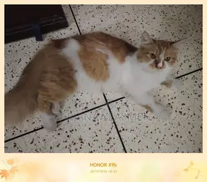 1+ year Female Mixed Breed Persian