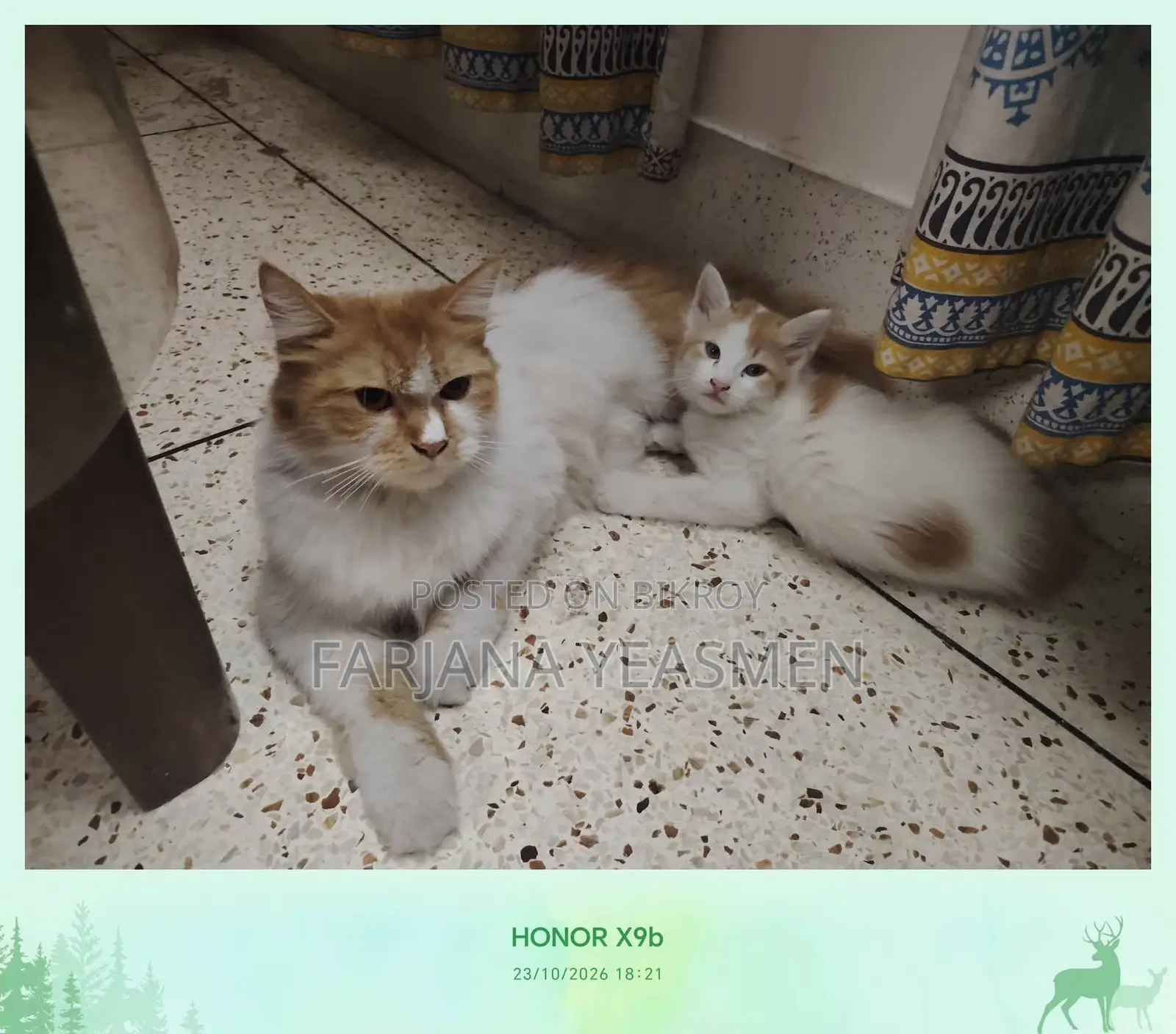 1+ year Female Mixed Breed Persian
