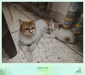 1+ year Female Mixed Breed Persian