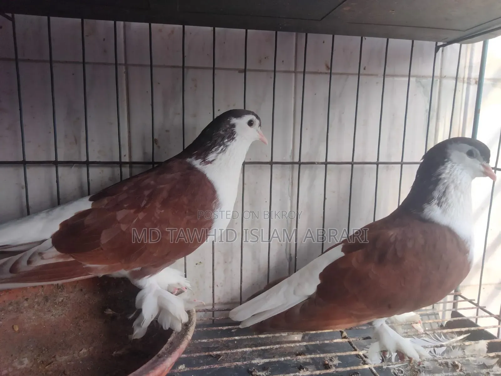 ১ জোড়া রানীং রেড সিরাজী কবুতর বিক্রি হবে