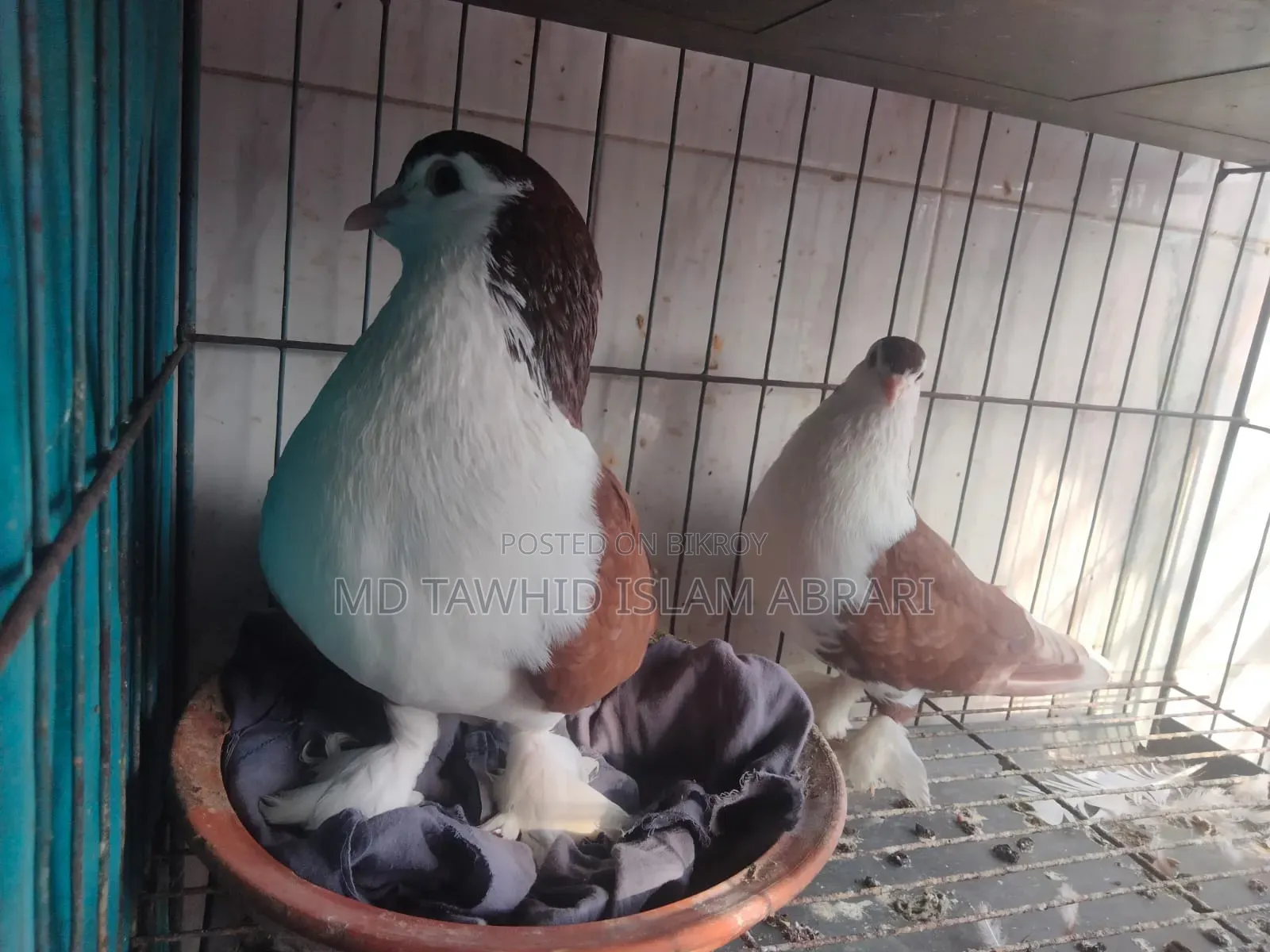 ১ জোড়া রানীং রেড সিরাজী কবুতর বিক্রি হবে