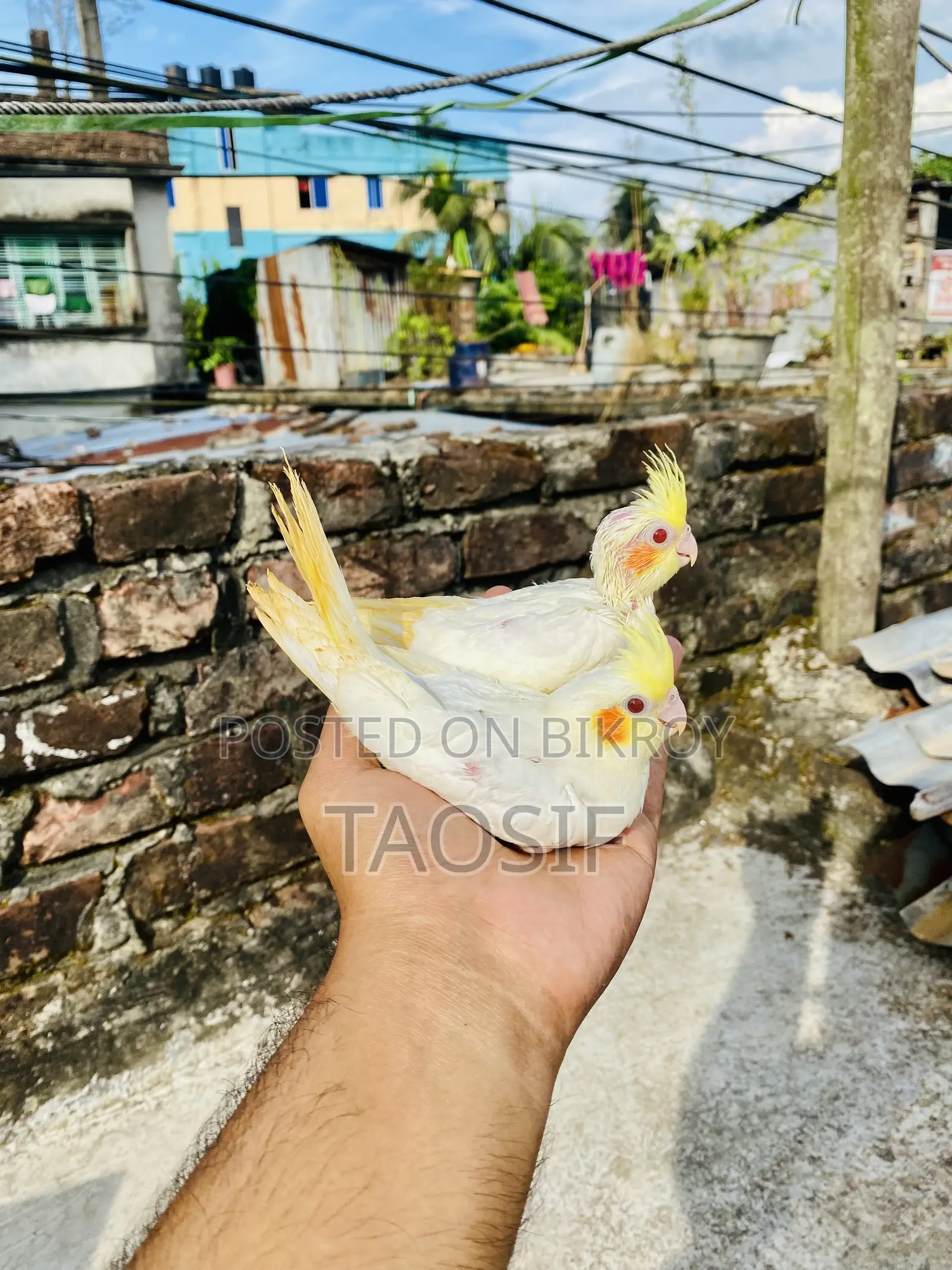Lutino Cockatiel Baby