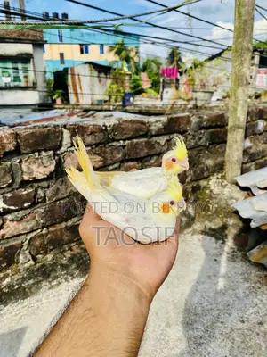 Lutino Cockatiel Baby