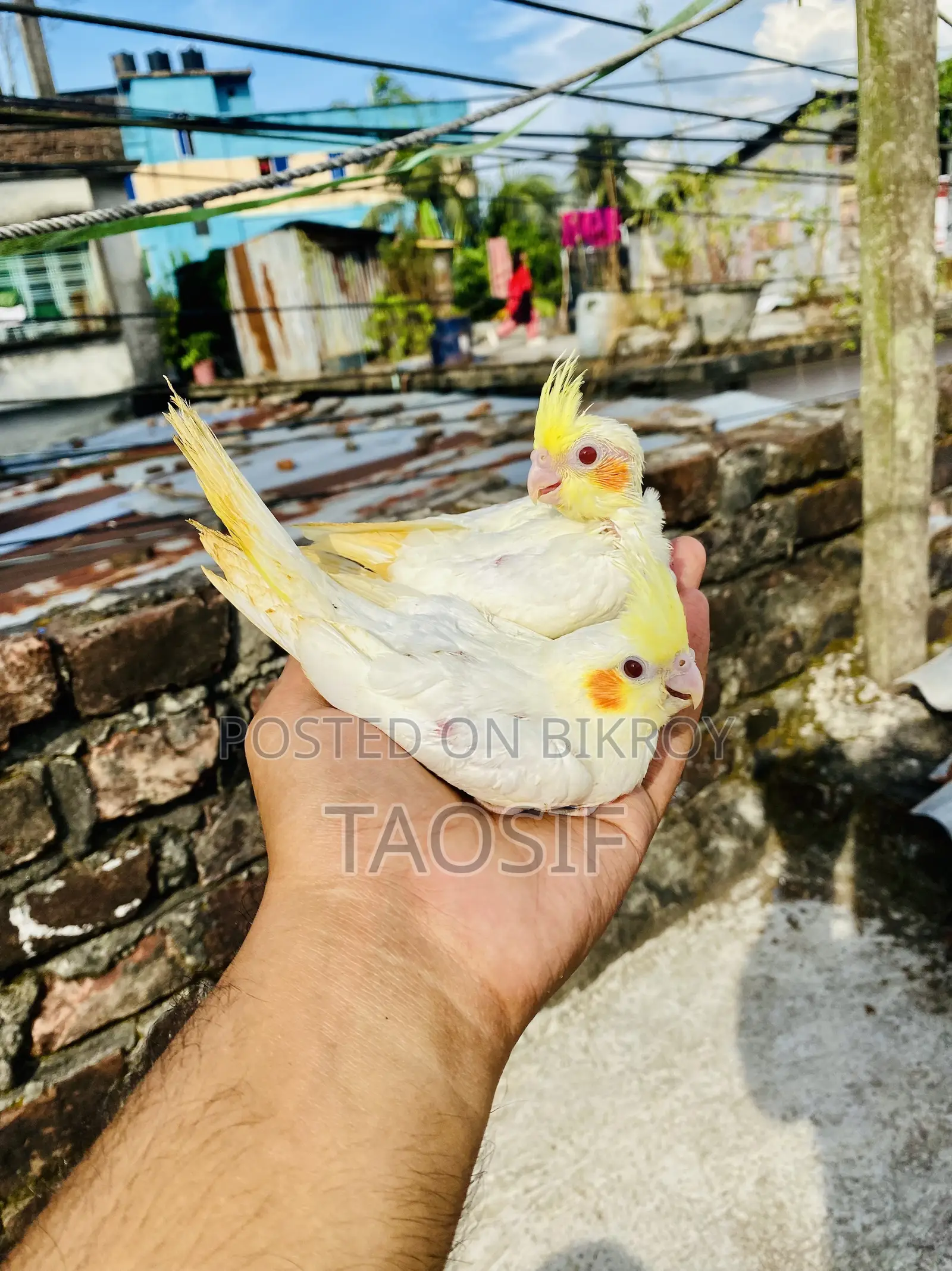 Lutino Cockatiel Baby