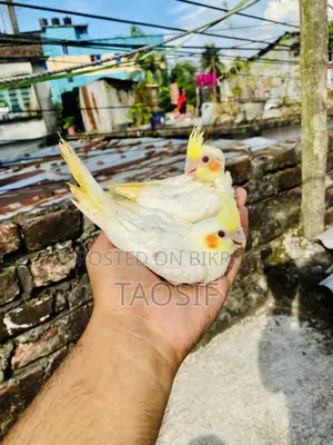 Lutino Cockatiel Baby