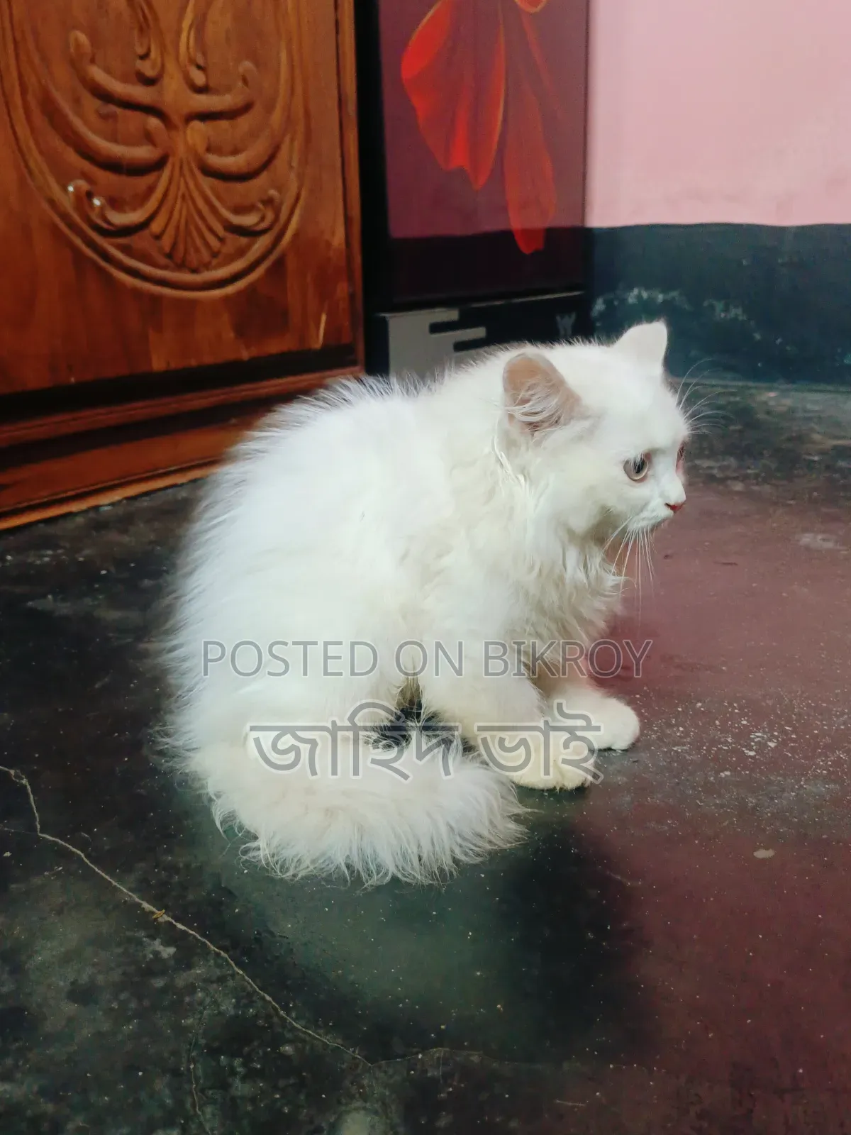 1-3 Months Female Purebred Persian
