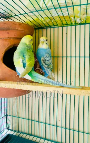 One pair of running Rainbow Budgerigar birds for sale