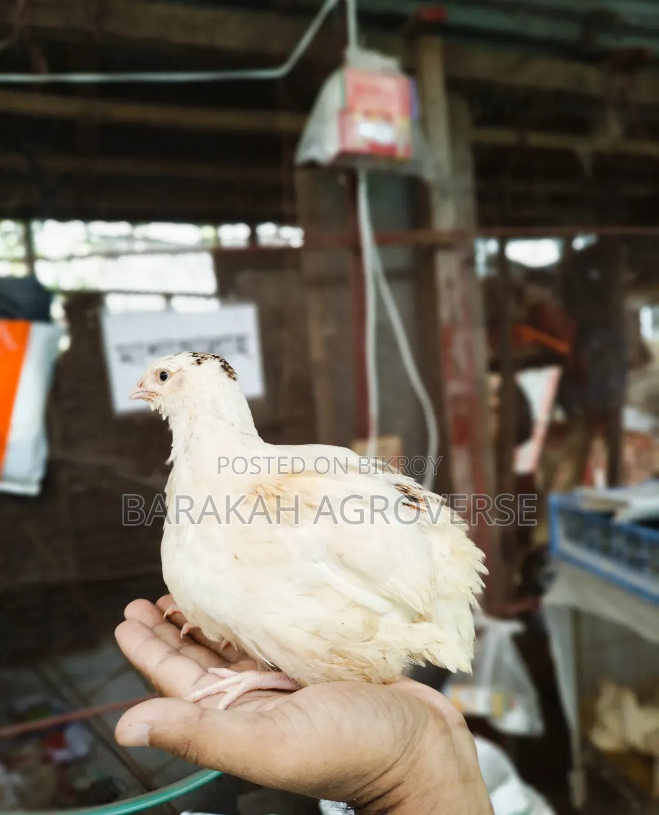 Super Giant Coturnix Quail