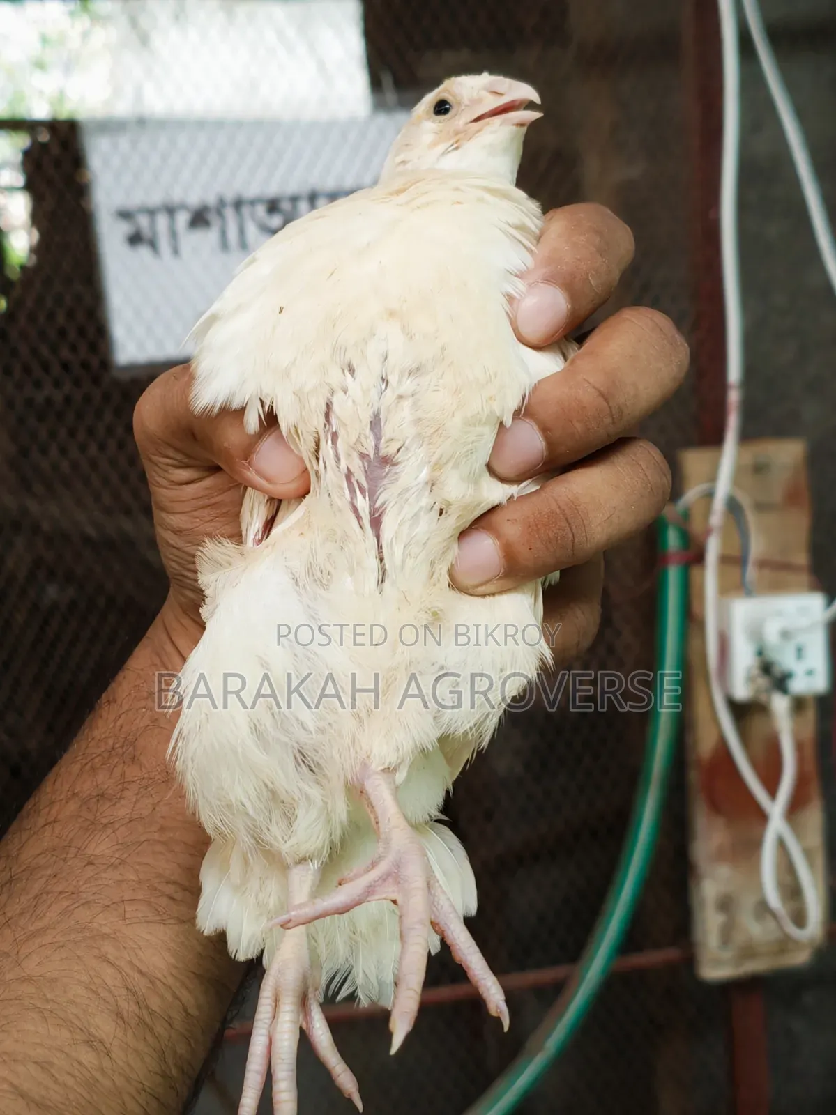 Super Giant Coturnix Quail