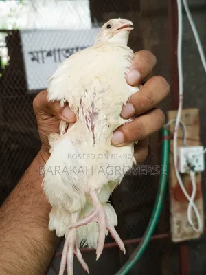 Super Giant Coturnix Quail