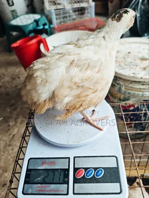 Super Giant Coturnix Quail