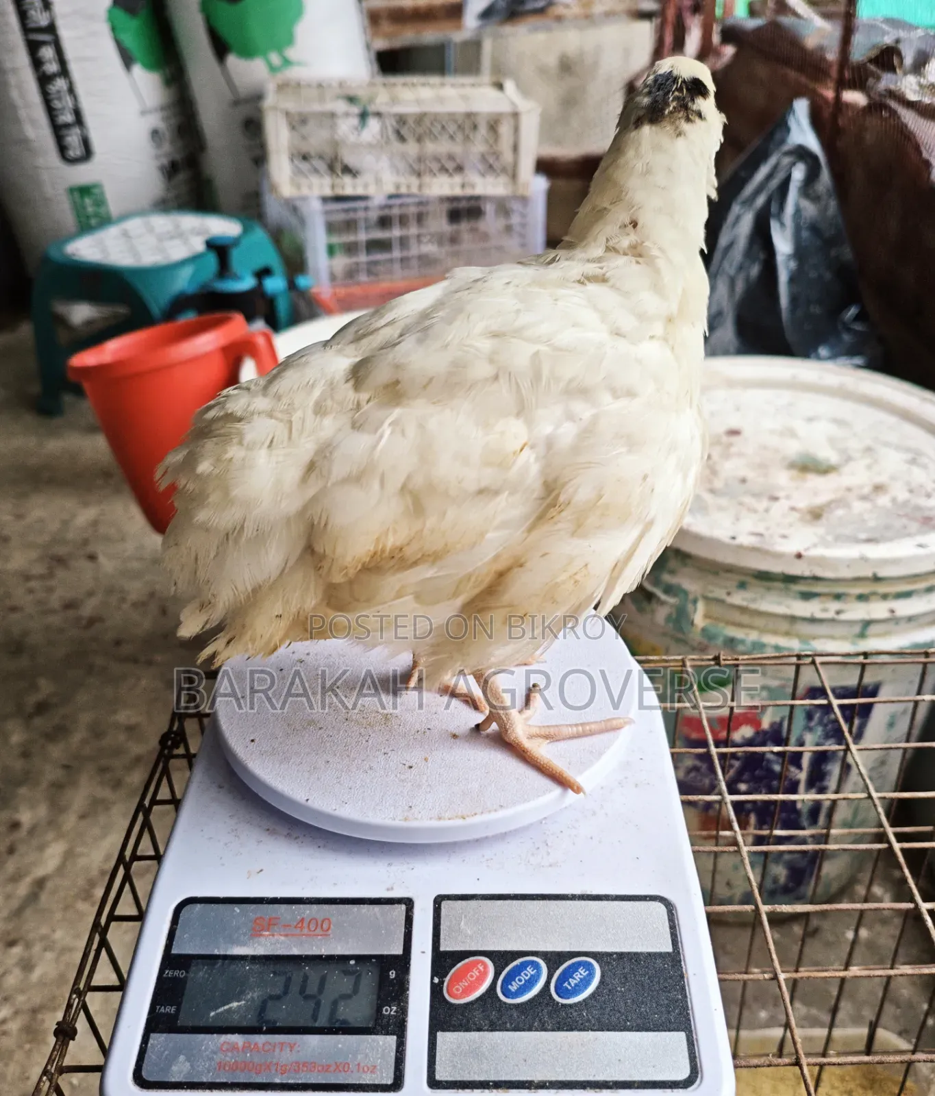 Super Giant Coturnix Quail