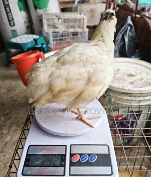 Super Giant Coturnix Quail