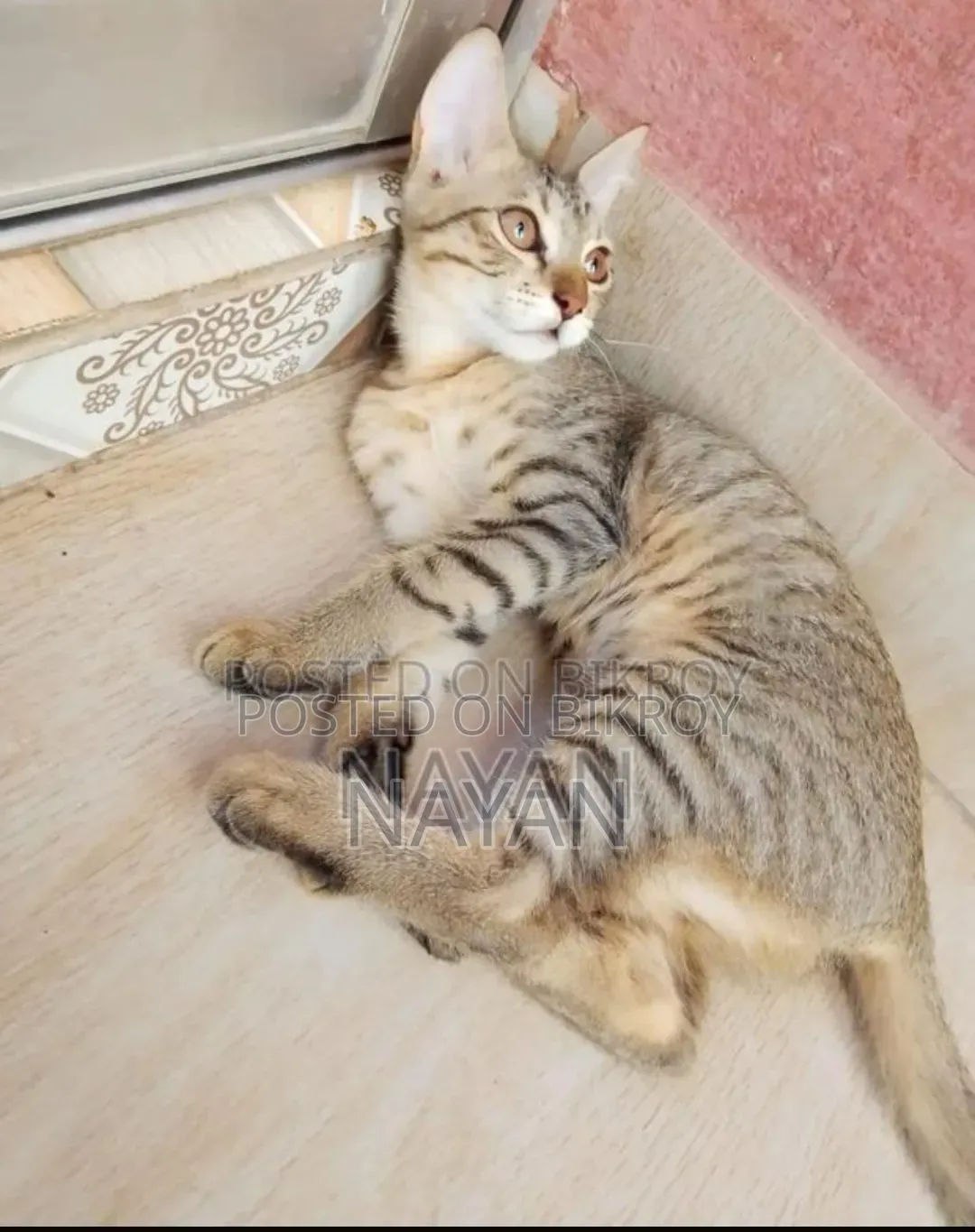 1-3 months Female Mixed Breed Persian