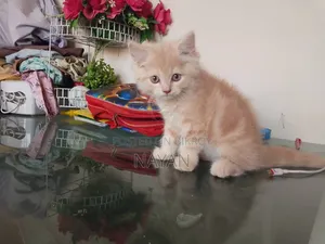 1-3 months Male Purebred Persian