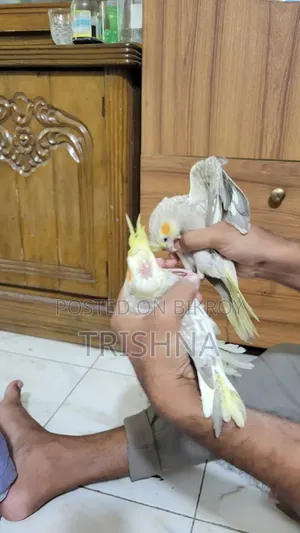 A pair of Cockatiel birds for sale