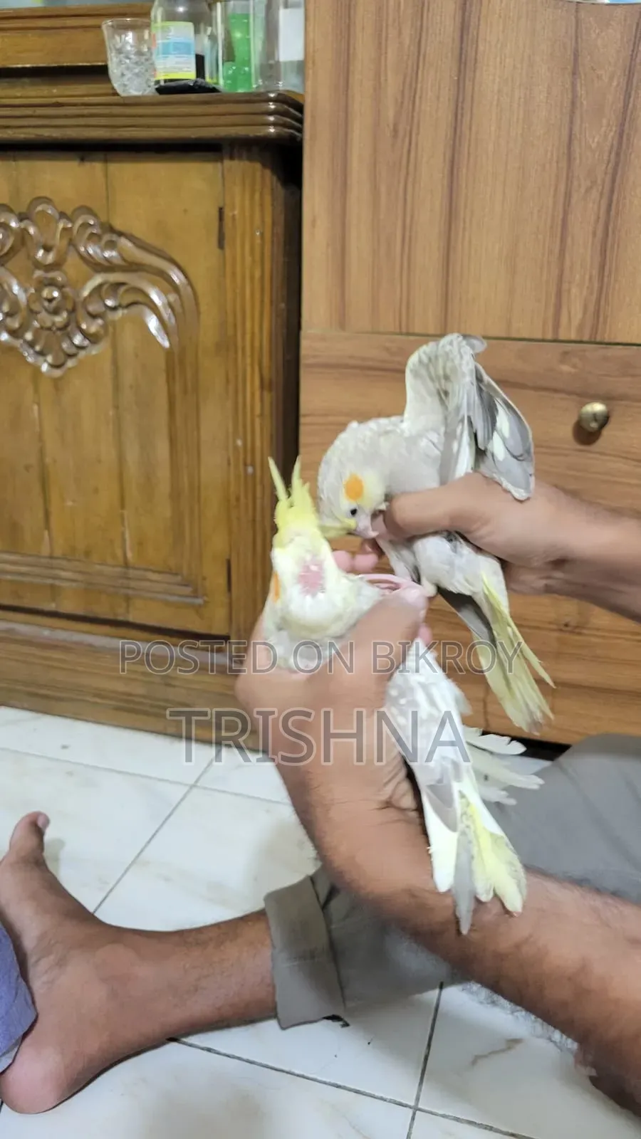 A pair of Cockatiel birds for sale