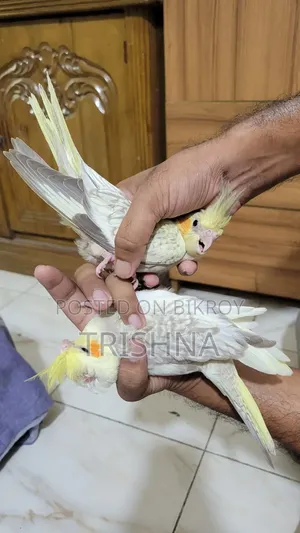 A pair of Cockatiel birds for sale