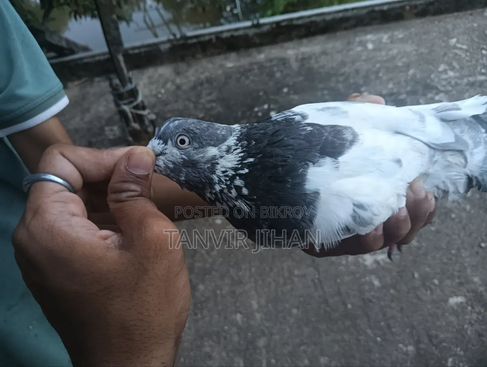 ফ্লায়িং জন্য ভালো কোয়ালিটির একটি নর বিক্রি করা হবে