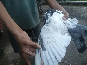 ফ্লায়িং জন্য ভালো কোয়ালিটির একটি নর বিক্রি করা হবে