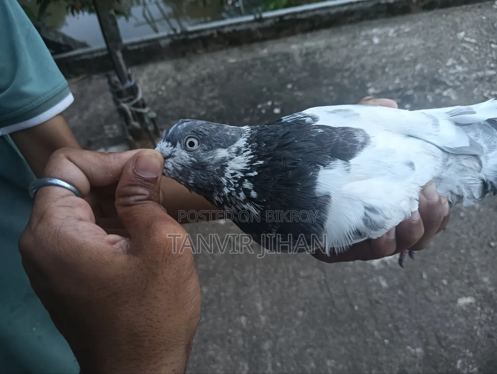 ফ্লায়িং জন্য ভালো কোয়ালিটির একটি নর বিক্রি করা হবে