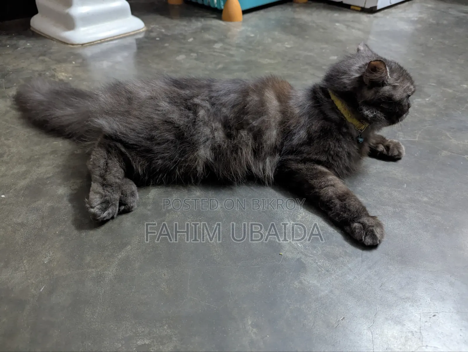 1+ year Female Purebred Persian
