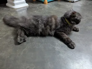1+ year Female Purebred Persian
