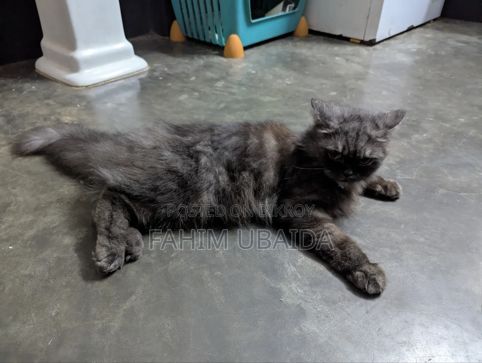 1+ year Female Purebred Persian
