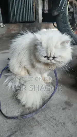 6-12 months Male Purebred Persian