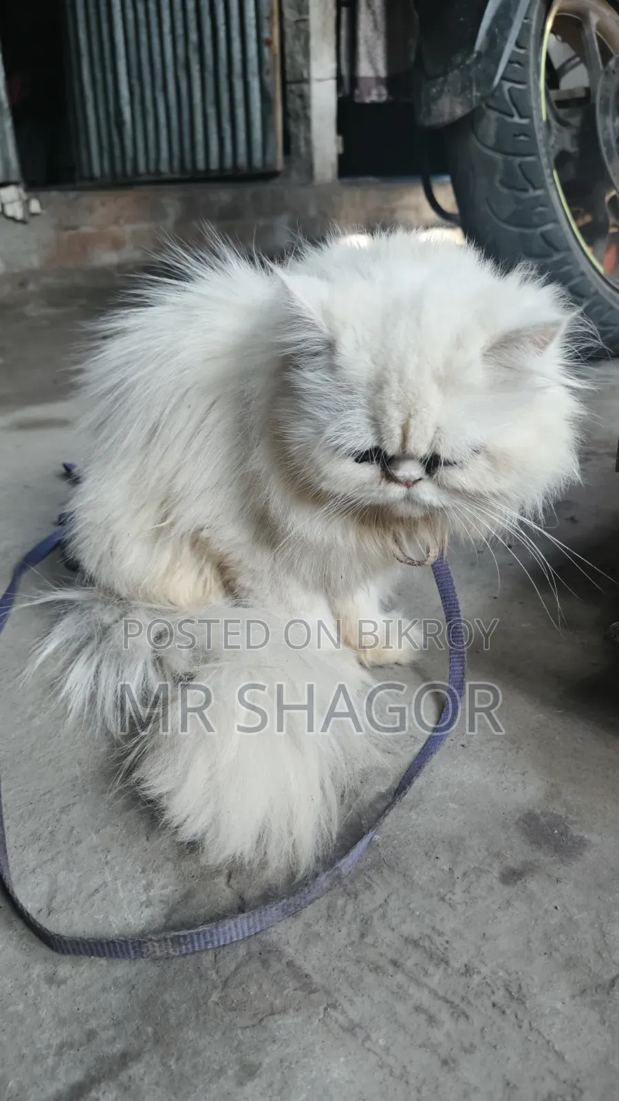 6-12 months Male Purebred Persian
