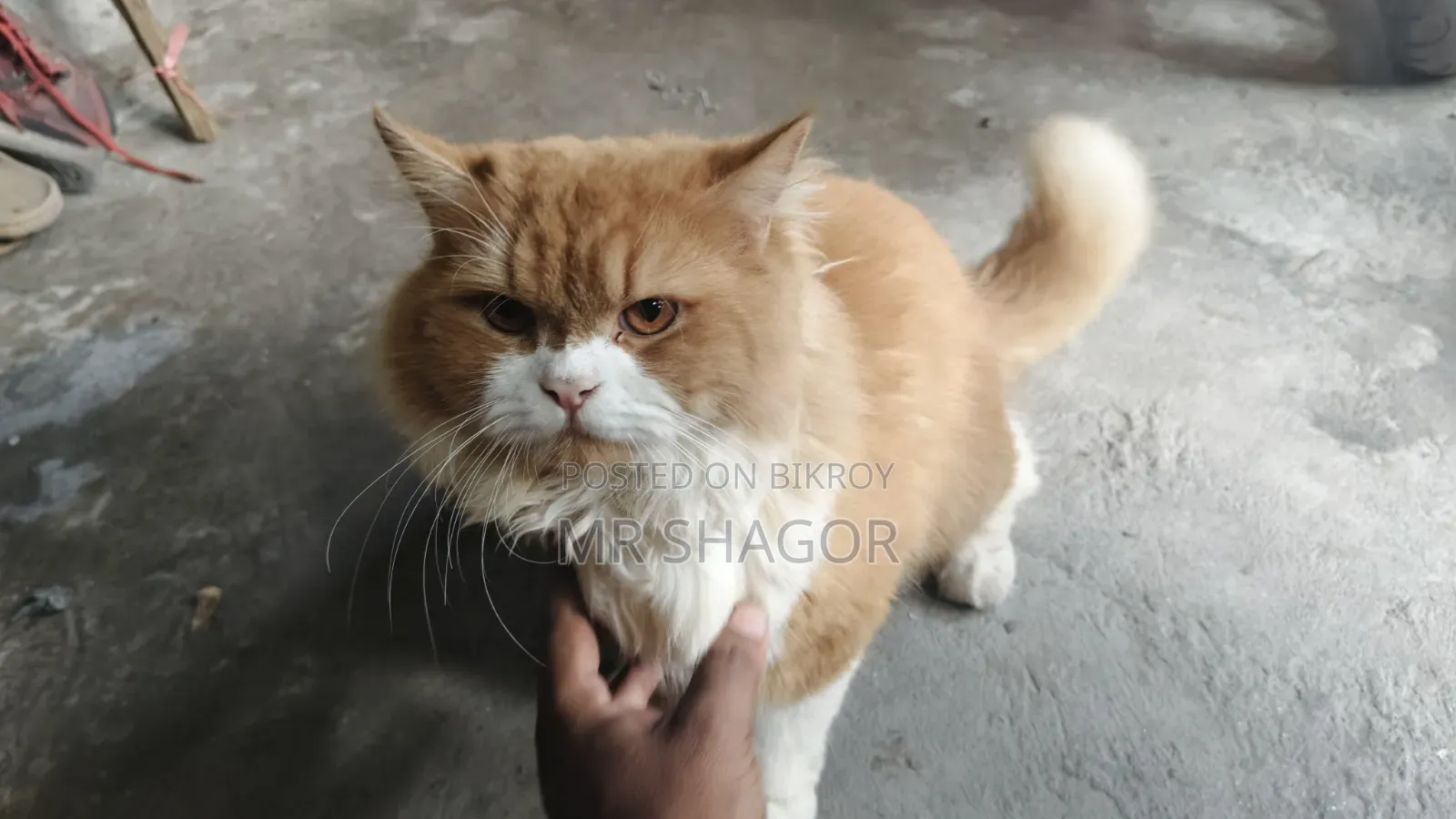 6-12 months Male Purebred Persian