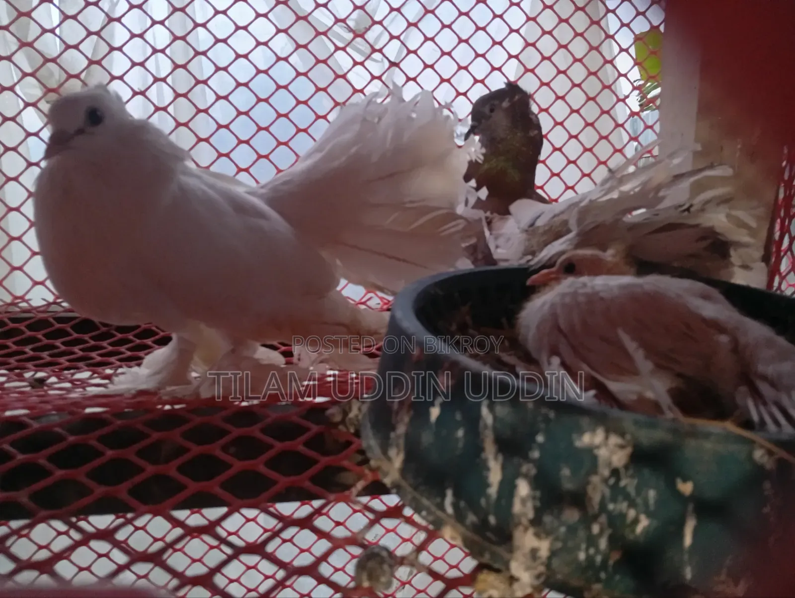 সিরাজী ময়ূরী ও রেইন কবুতর বিক্রি করা হবে। বাচ্চা সহ।