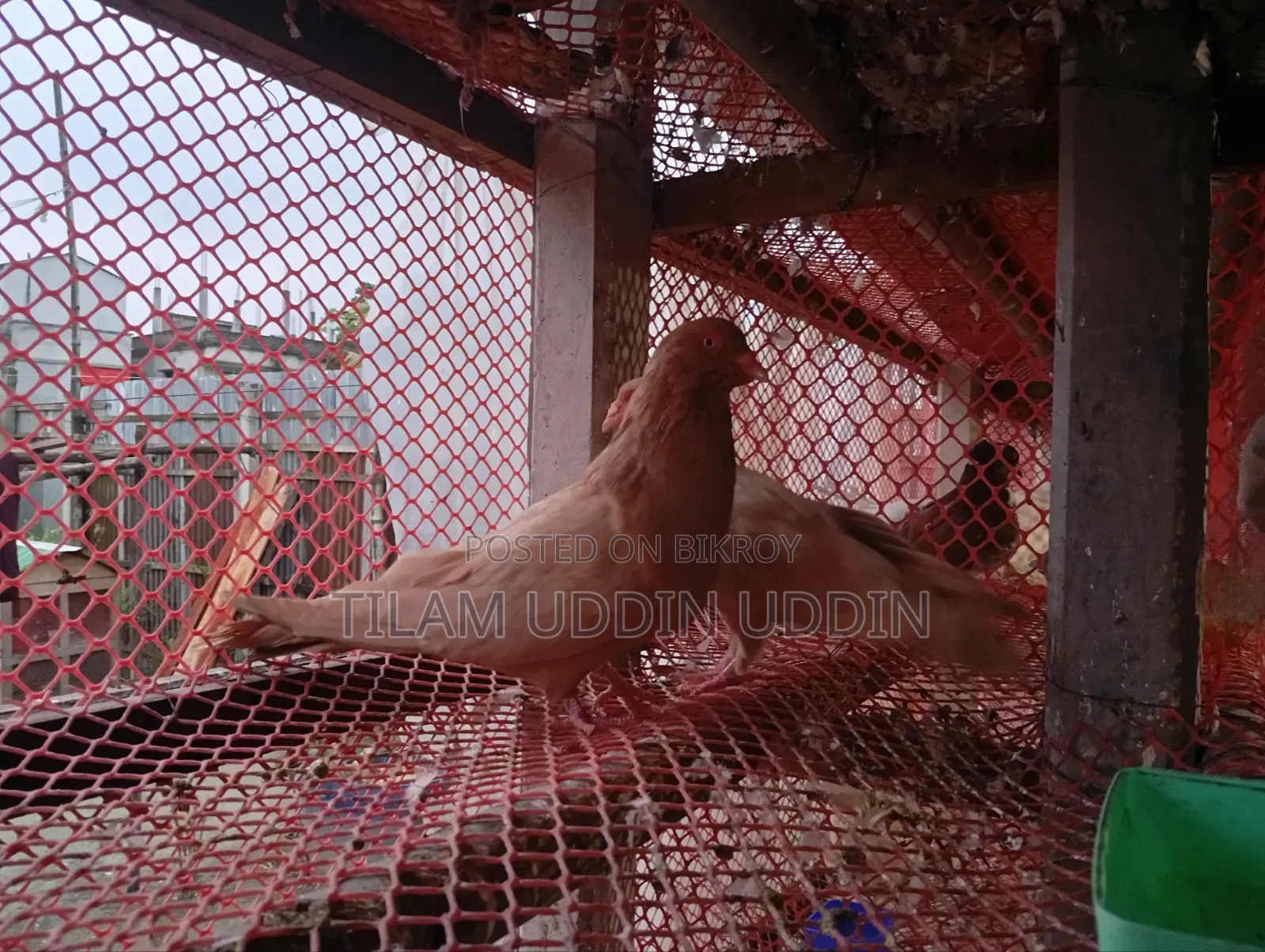 সিরাজী ময়ূরী ও রেইন কবুতর বিক্রি করা হবে। বাচ্চা সহ।