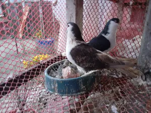 সিরাজী ময়ূরী ও রেইন কবুতর বিক্রি করা হবে। বাচ্চা সহ।