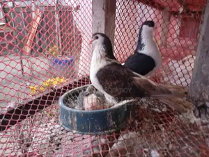 সিরাজী ময়ূরী ও রেইন কবুতর বিক্রি করা হবে। বাচ্চা সহ।