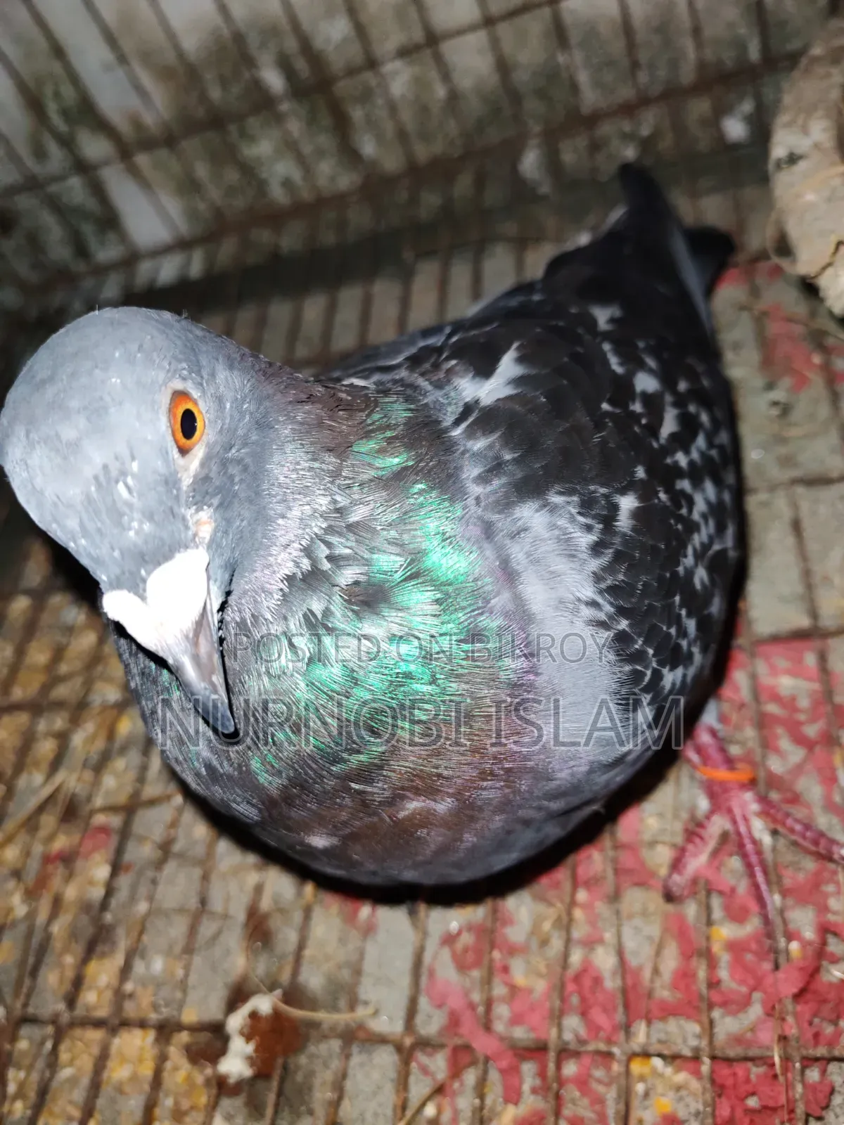 রেসার রানিং জোড়া ২ ডিম সহ - মোহাম্মদপুর