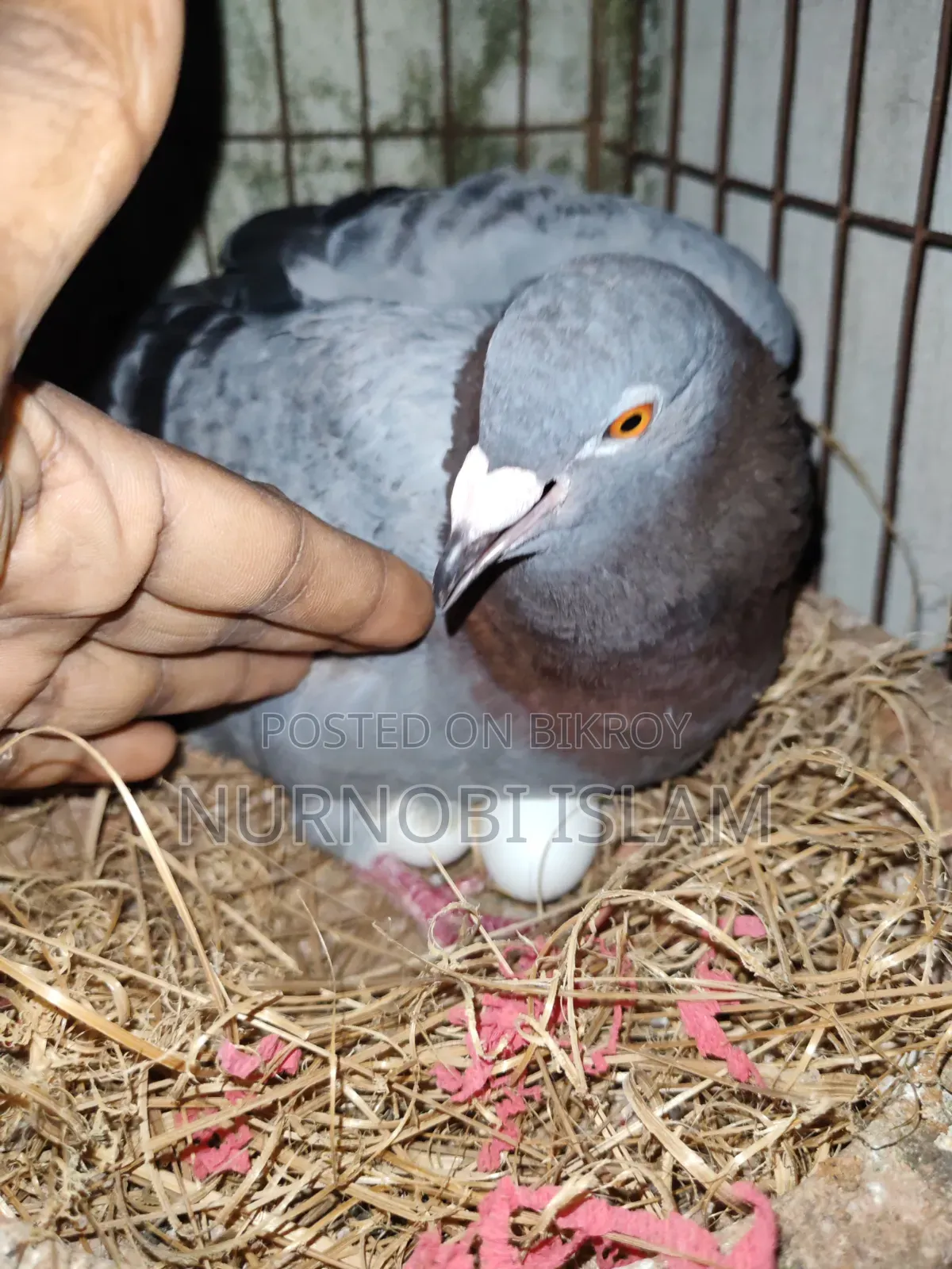 রেসার রানিং জোড়া ২ ডিম সহ - মোহাম্মদপুর