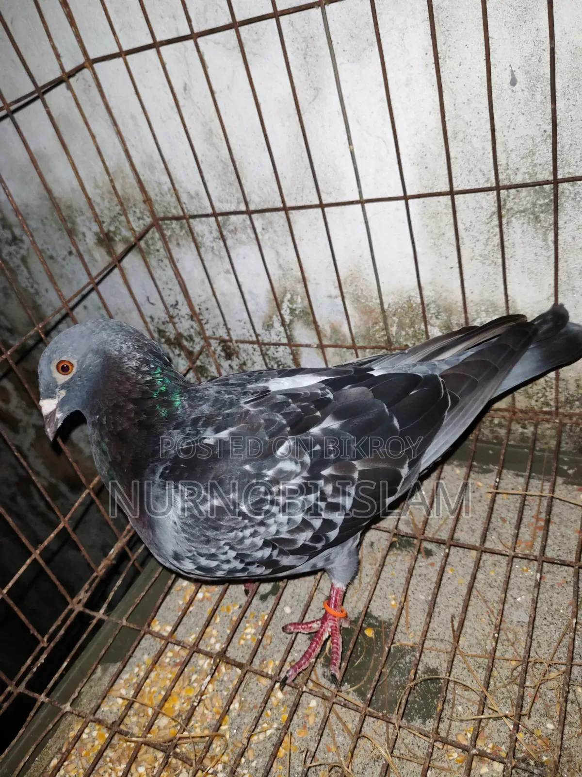 রেসার রানিং জোড়া ২ ডিম সহ - মোহাম্মদপুর