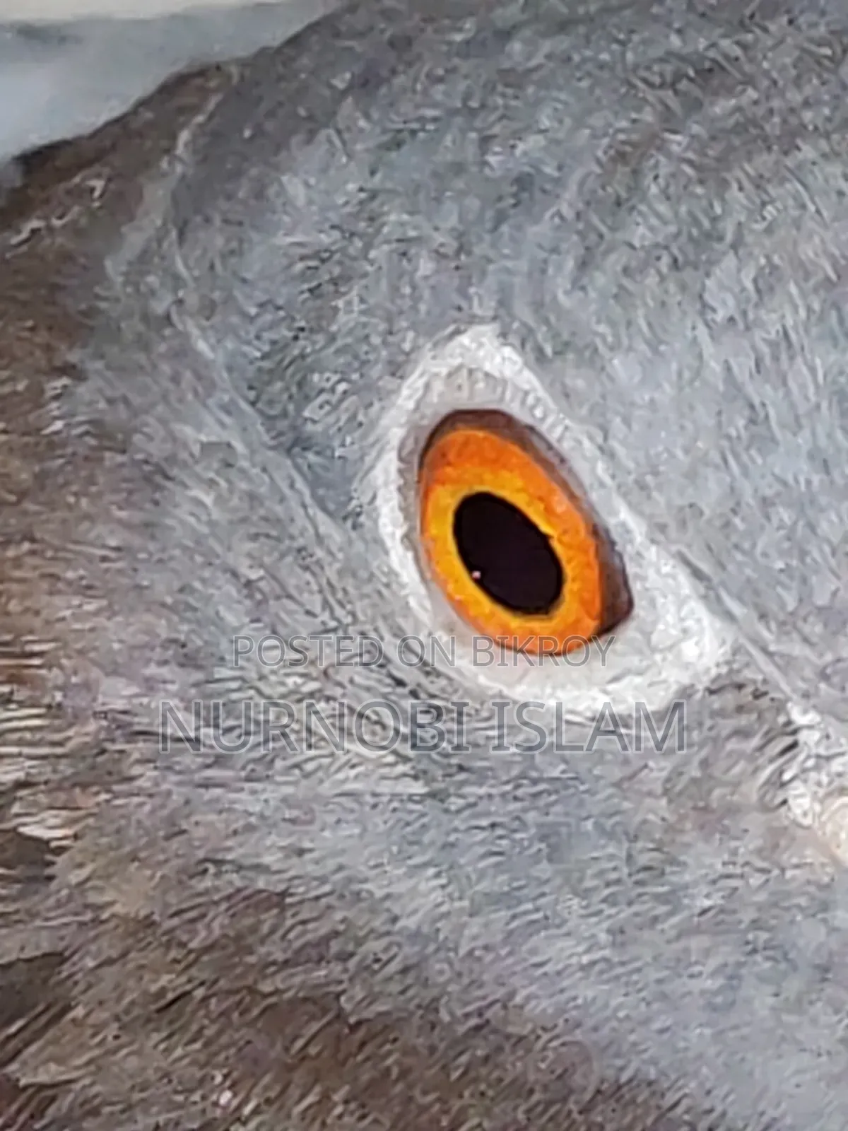 রেসার রানিং জোড়া ২ ডিম সহ - মোহাম্মদপুর