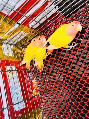 Lovebirds Red Head Opline